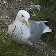 Mouette tridactyle