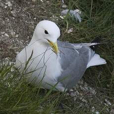 Black-legged Kittiwake