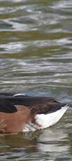 Rosy-billed Pochard