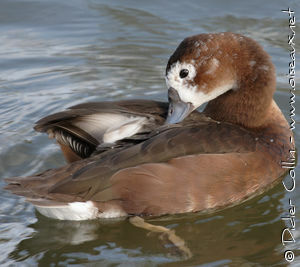 Rosy-billed Pochardadult