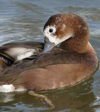 Rosy-billed Pochard