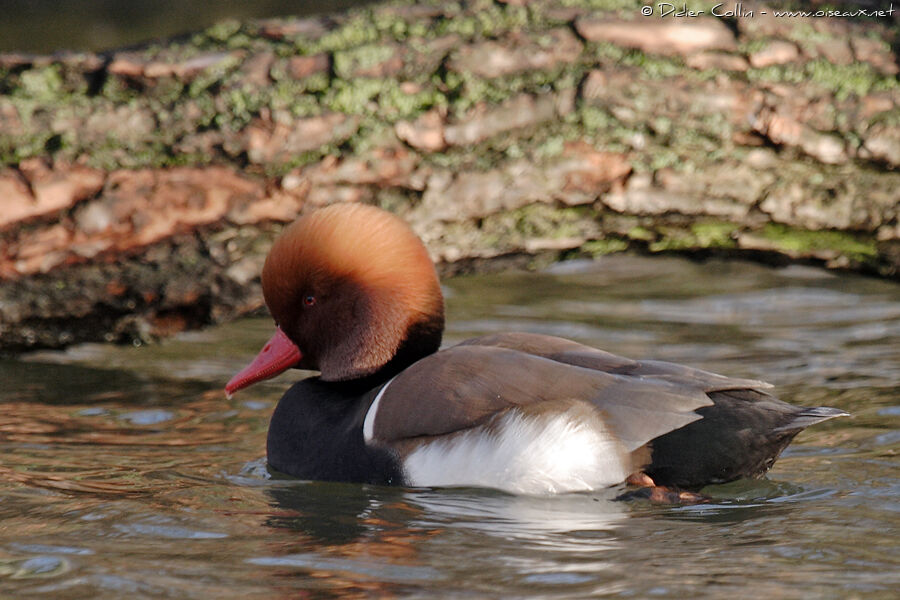 Red-crested Pochard male adult, identification