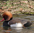 Nette rousse