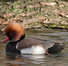 Red-crested Pochard