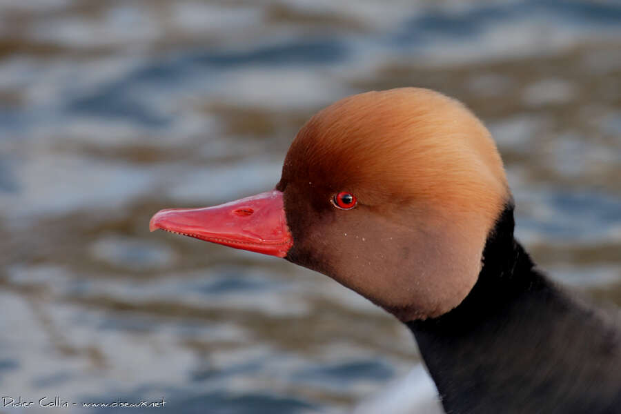 Red-crested Pochard male adult, close-up portrait