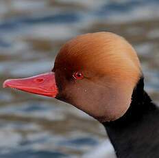 Red-crested Pochard