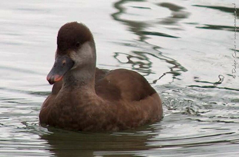 Nette rousse femelle adulte, identification