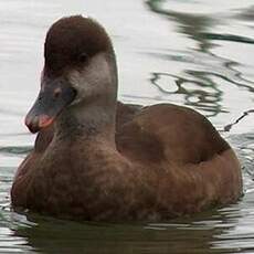 Red-crested Pochard