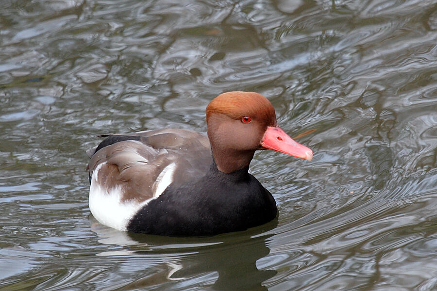 Nette rousse mâle adulte