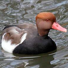 Red-crested Pochard