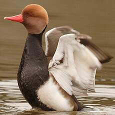 Red-crested Pochard