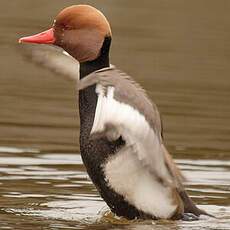 Red-crested Pochard