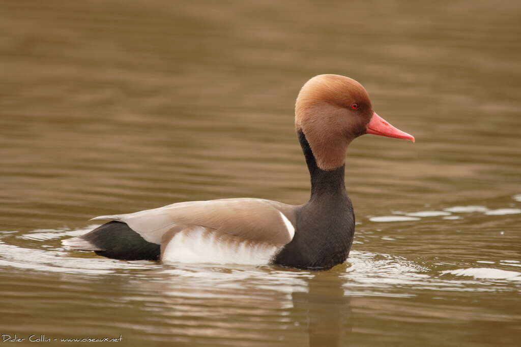 Nette rousse mâle adulte, identification