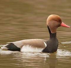 Red-crested Pochard