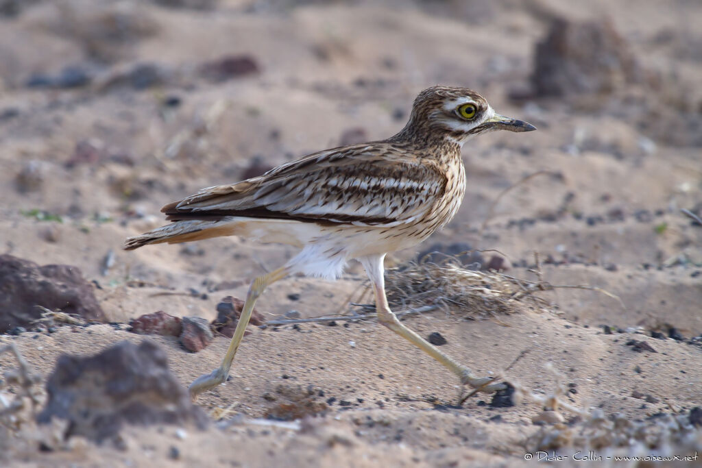 Eurasian Stone-curlewadult, identification