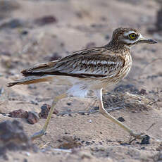 Eurasian Stone-curlew