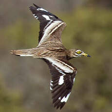 Eurasian Stone-curlew