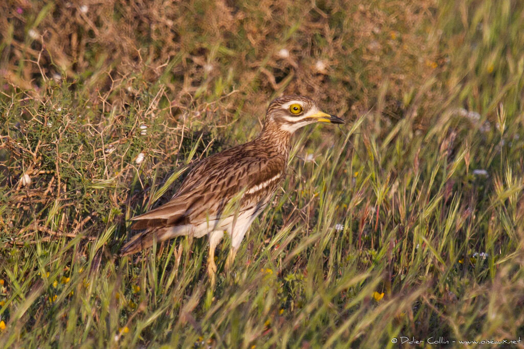 Eurasian Stone-curlewadult, identification