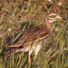 Eurasian Stone-curlew