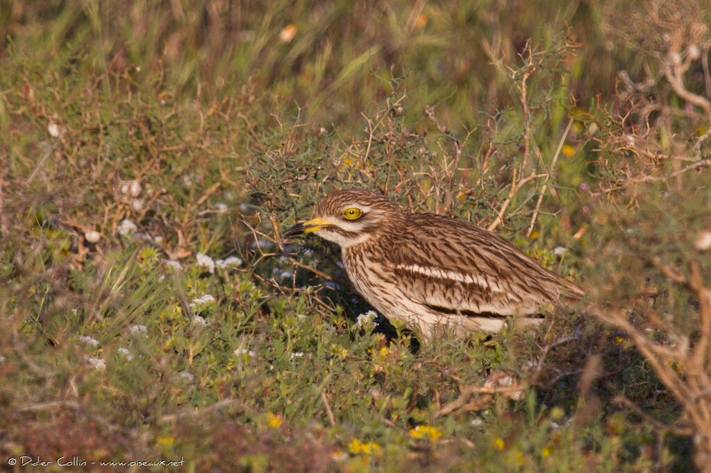 Eurasian Stone-curlewadult