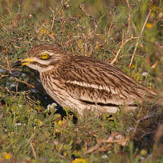 Eurasian Stone-curlew