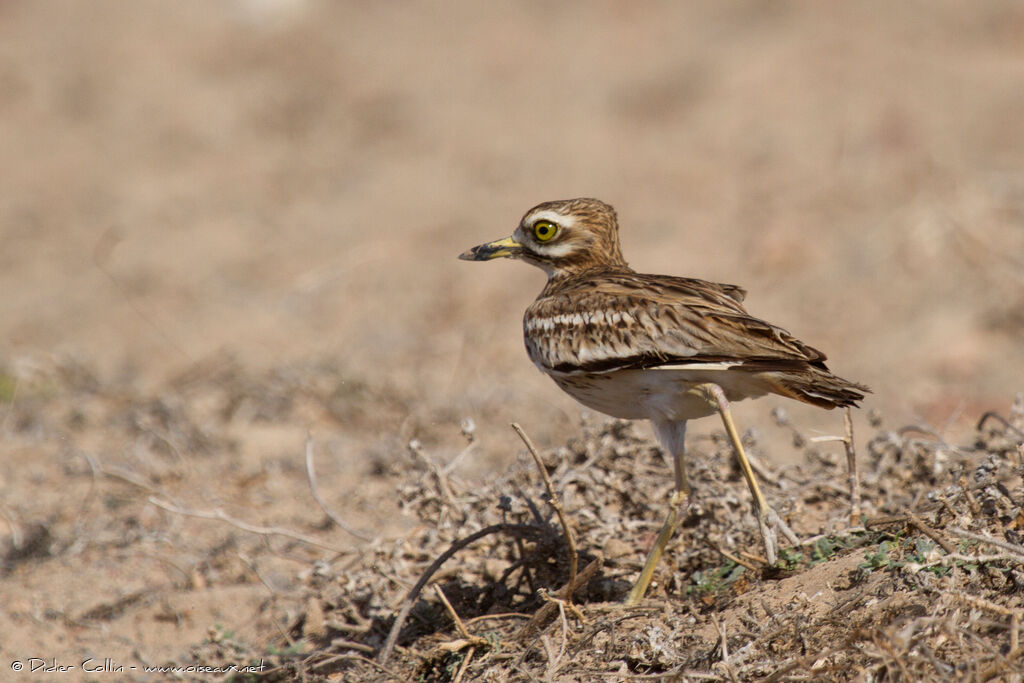 Oedicnème criardadulte, identification