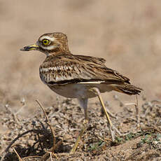 Eurasian Stone-curlew