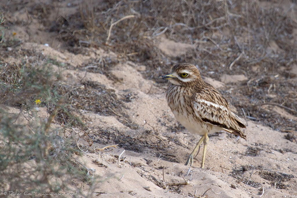 Eurasian Stone-curlewadult, identification