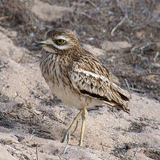 Eurasian Stone-curlew