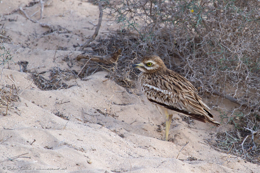 Eurasian Stone-curlewadult, identification