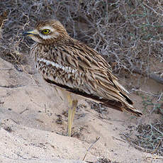 Eurasian Stone-curlew