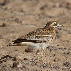 Eurasian Stone-curlew