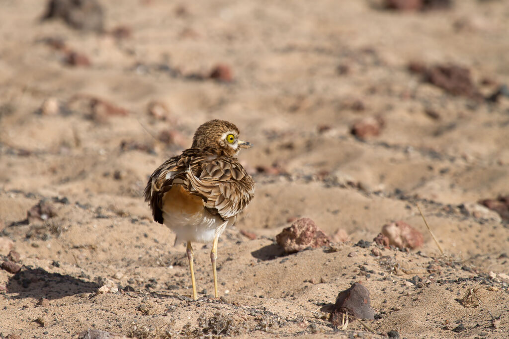 Eurasian Stone-curlew