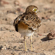 Eurasian Stone-curlew