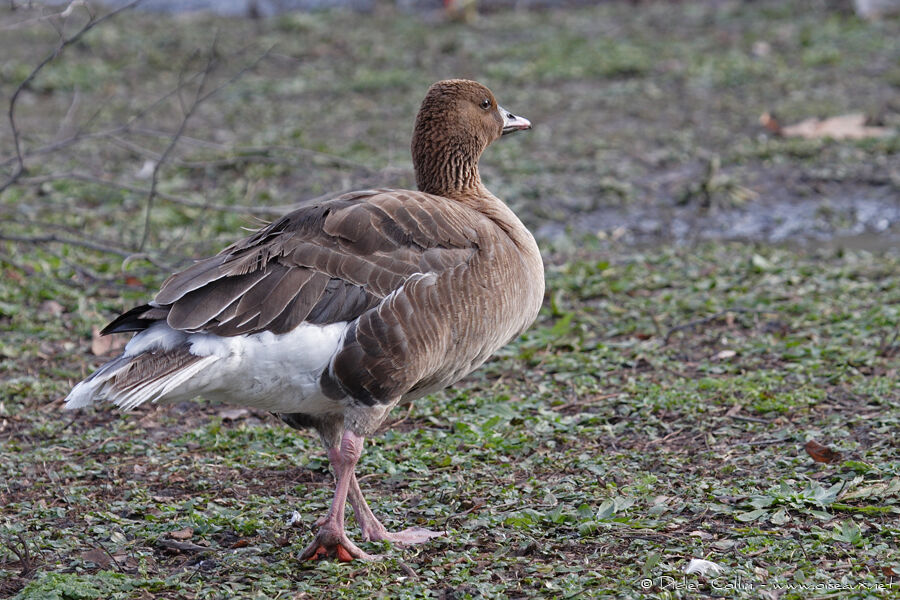 Pink-footed Goose