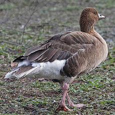 Pink-footed Goose