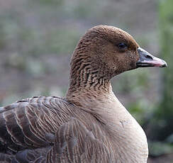 Pink-footed Goose