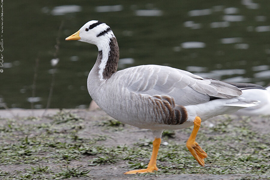 Bar-headed Gooseadult, identification