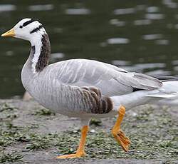 Bar-headed Goose