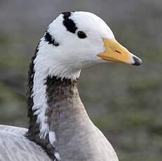 Bar-headed Goose