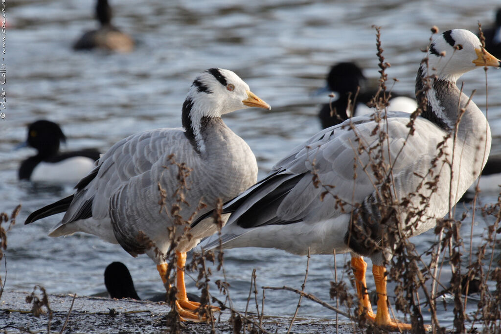 Bar-headed Gooseadult