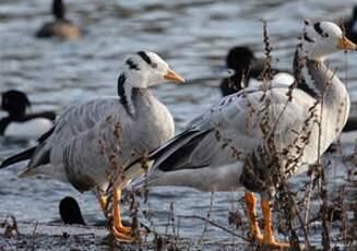 Bar-headed Goose