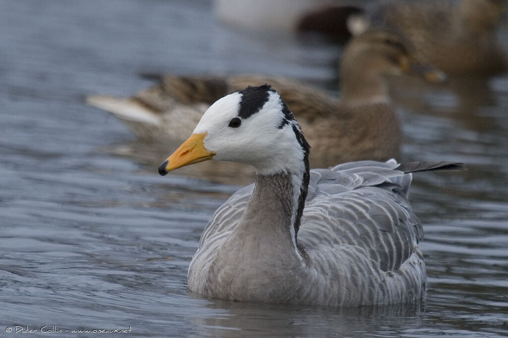 Bar-headed Goose, identification