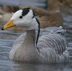 Bar-headed Goose