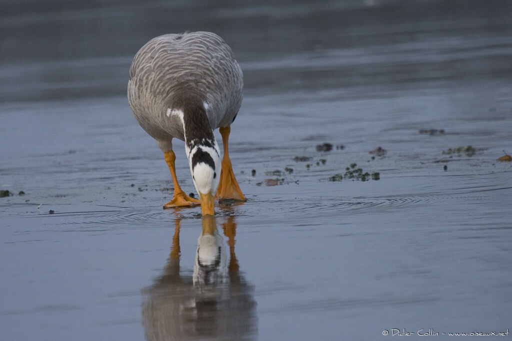 Bar-headed Goose