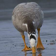 Bar-headed Goose