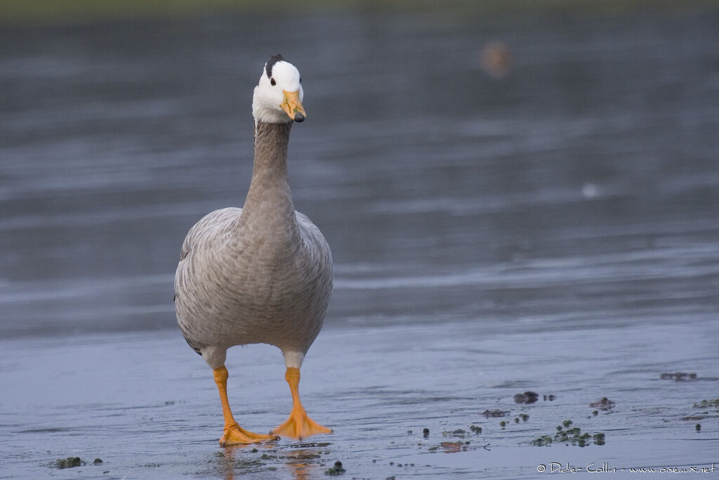 Bar-headed Goose