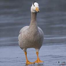 Bar-headed Goose