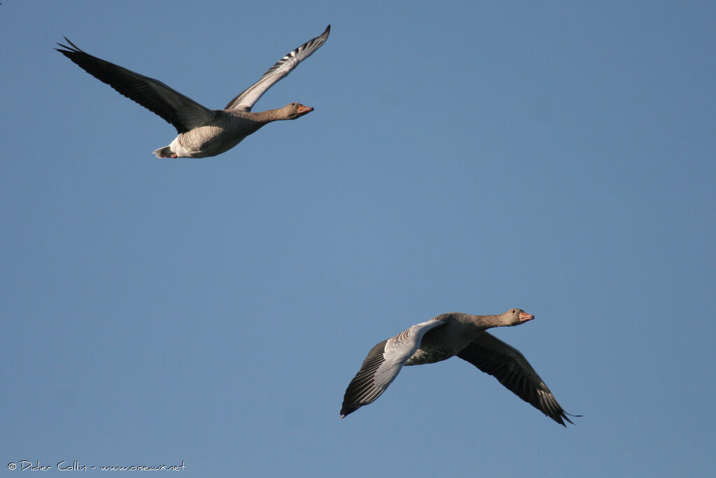 Greylag Goose