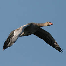 Greylag Goose